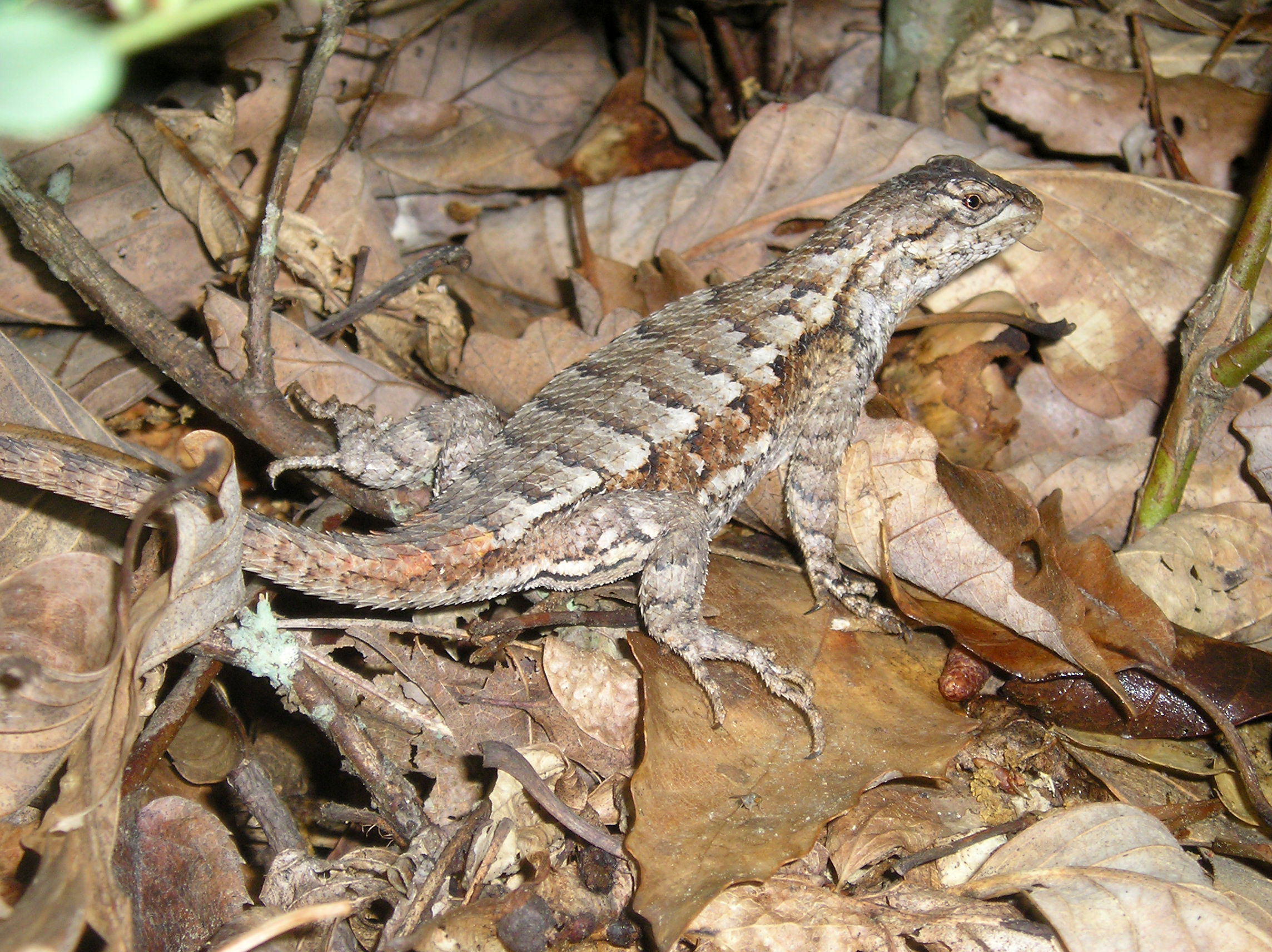 Eastern Fence Lizard undulatus image Domain photo