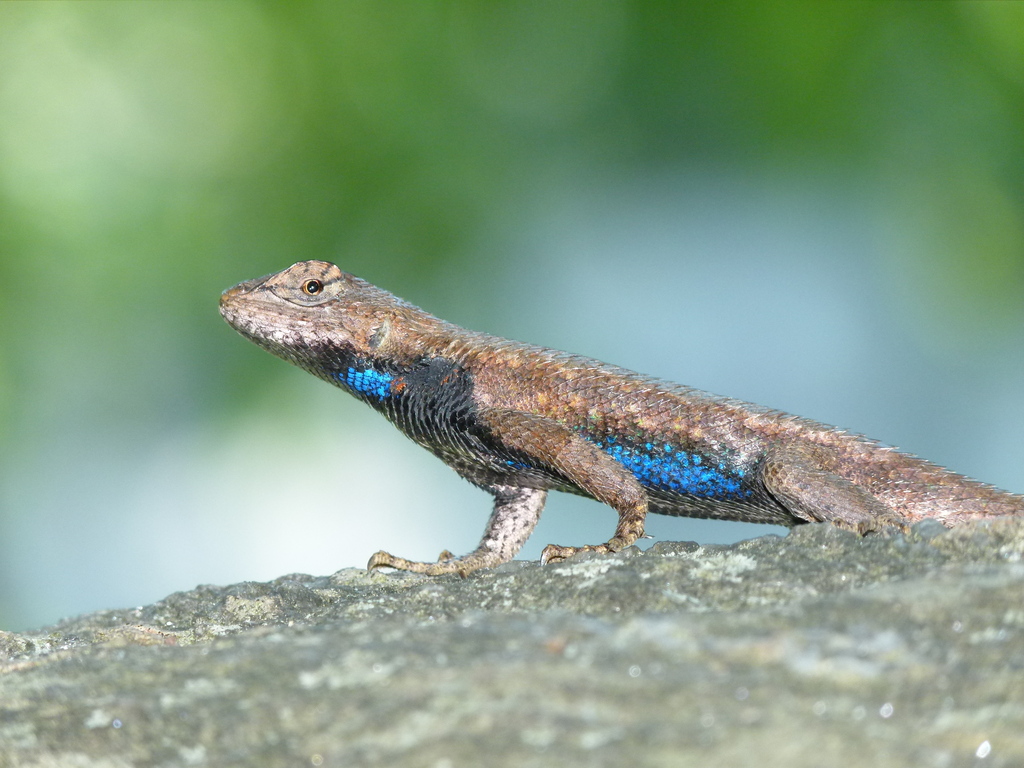 Eastern Fence Lizard (Reptiles and Amphibians of Mississippi) · iNaturalist