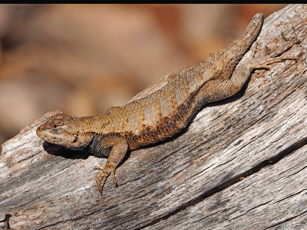 Eastern Fence Lizard undulatus, Meadowood Far