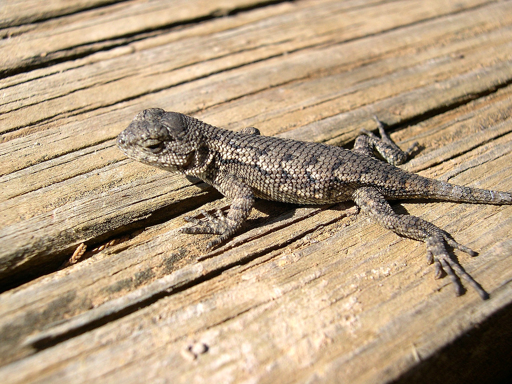 Eastern Fence Lizard ( baby ). This is a baby Eastern Fence