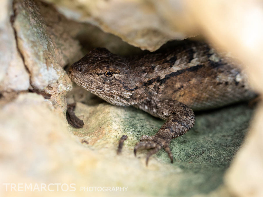 Eastern Fence Lizard. Eastern Fence Lizard Sceloporus undu