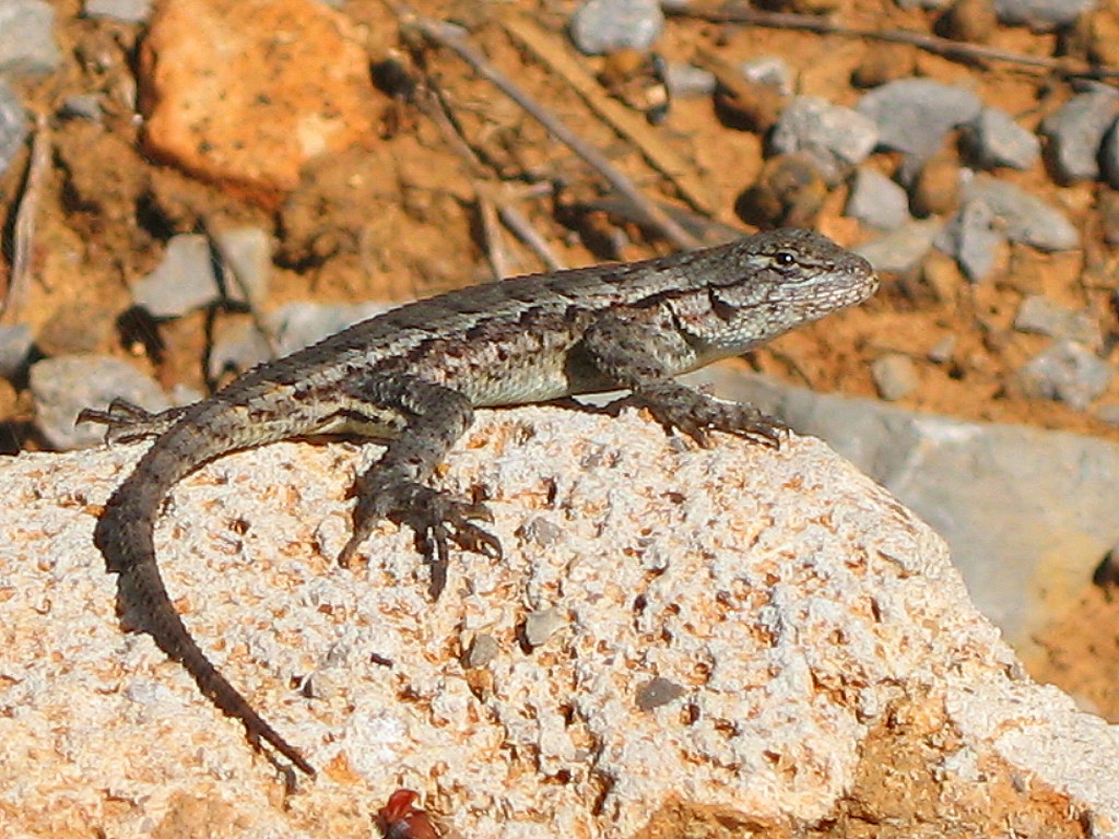 Female Eastern Fence Lizard undulatus hyacint
