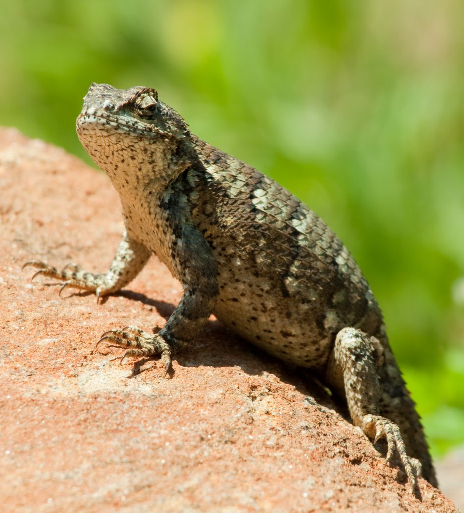 Pregnant Eastern Fence Lizard