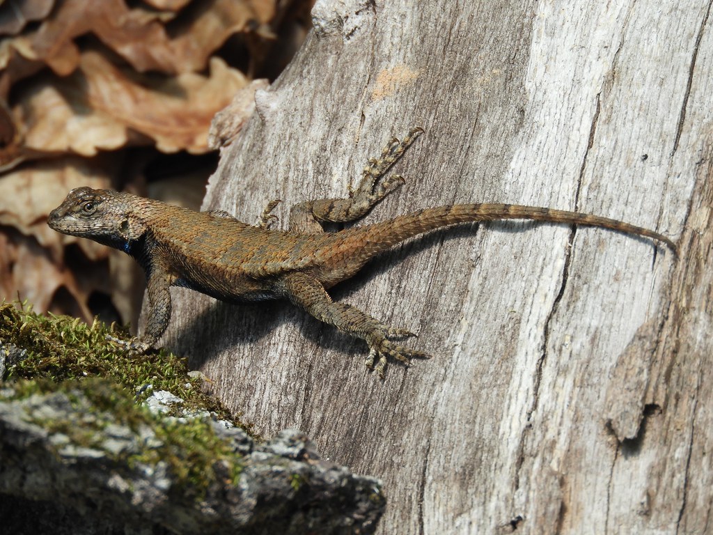Maryland Biodiversity Project Fence Lizard (Sceloporus undulatus)