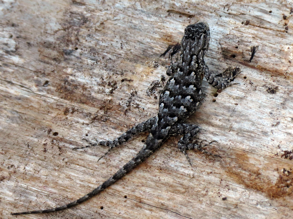 Eastern Fence Lizard. Ocala National Forest, Lake Co. FL ww
