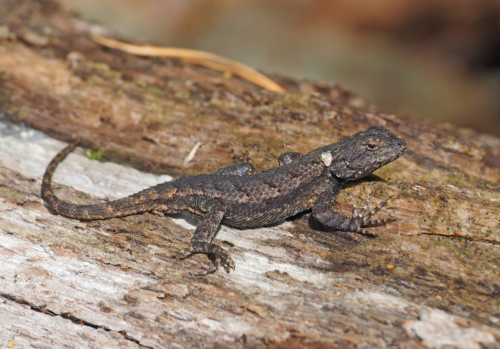 Photos of Eastern Fence Lizard (Sceloporus undulatus) · iNaturalist