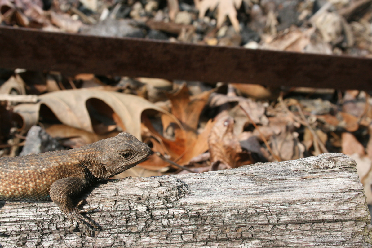 Eastern Fence Lizard Wallpapers - Wallpaper Cave