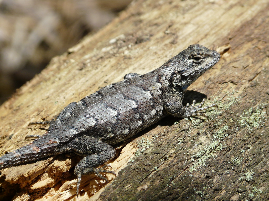 Eastern Fence Lizard ( pregnant ). Silver Ridge in Toms Riv
