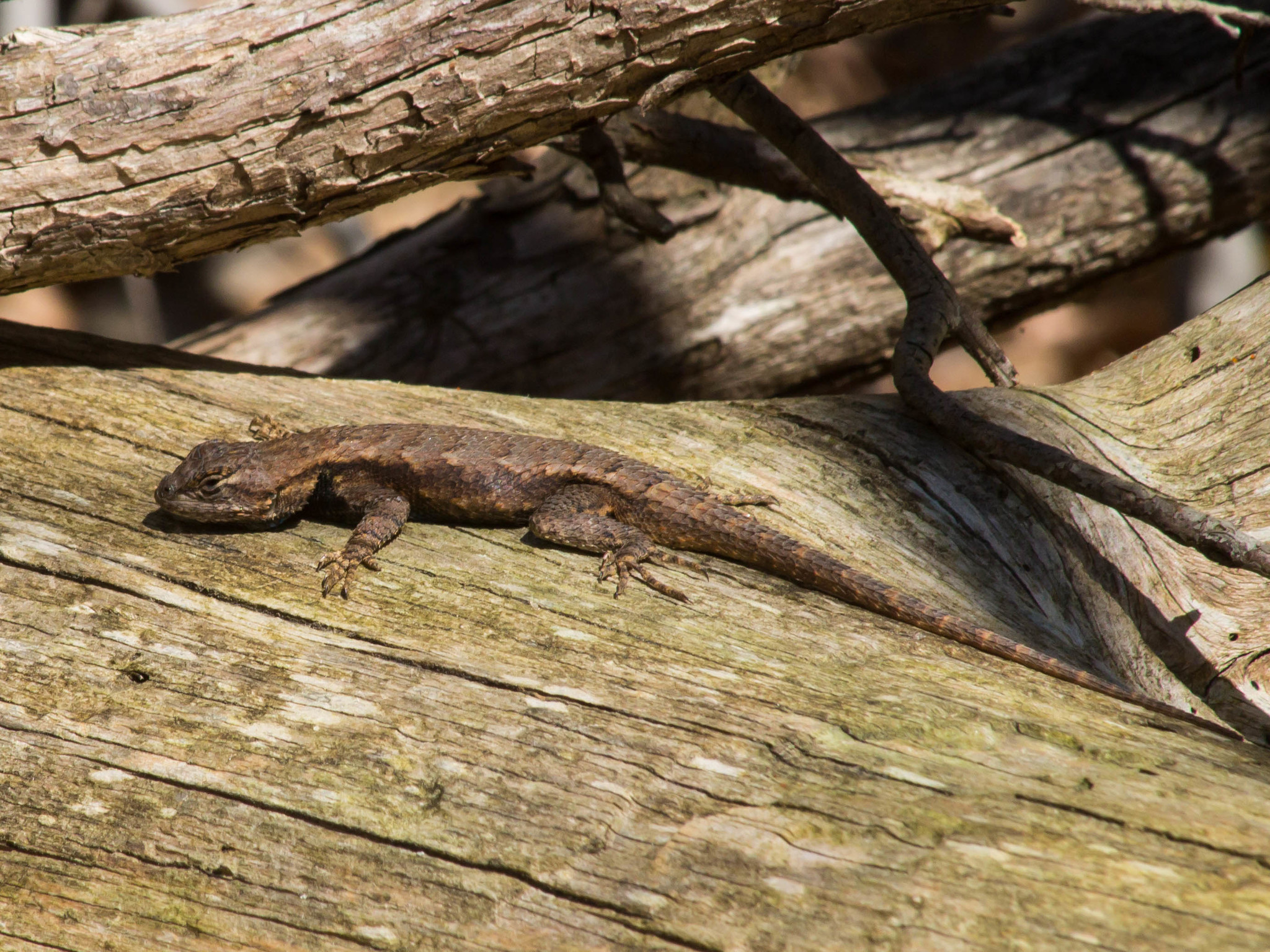 Maryland Biodiversity Project Fence Lizard (Sceloporus undulatus)