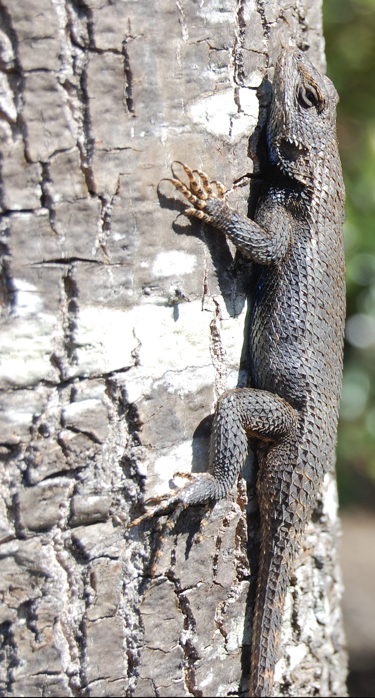 Eastern fence lizard