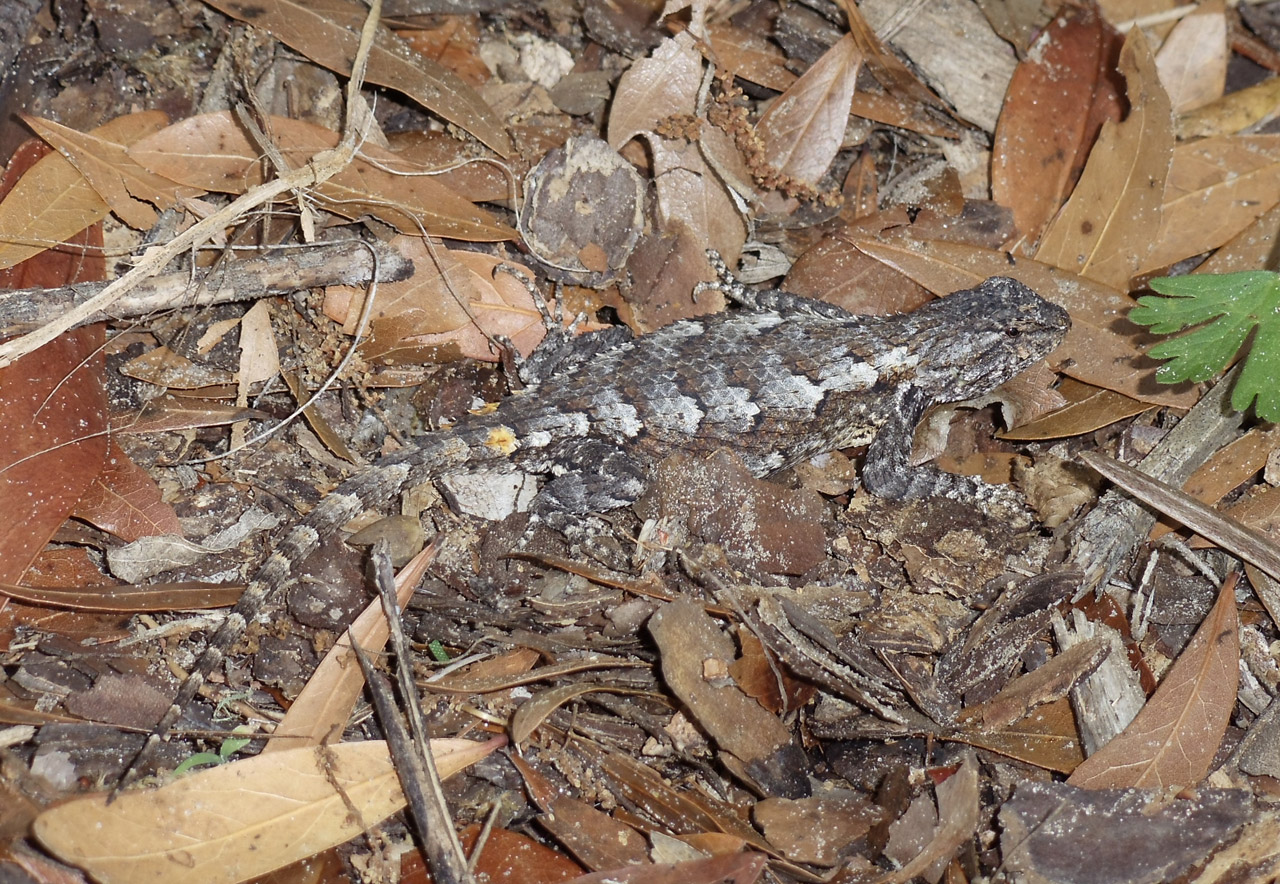 Lizard, lizards, reptile, reptiles, animal