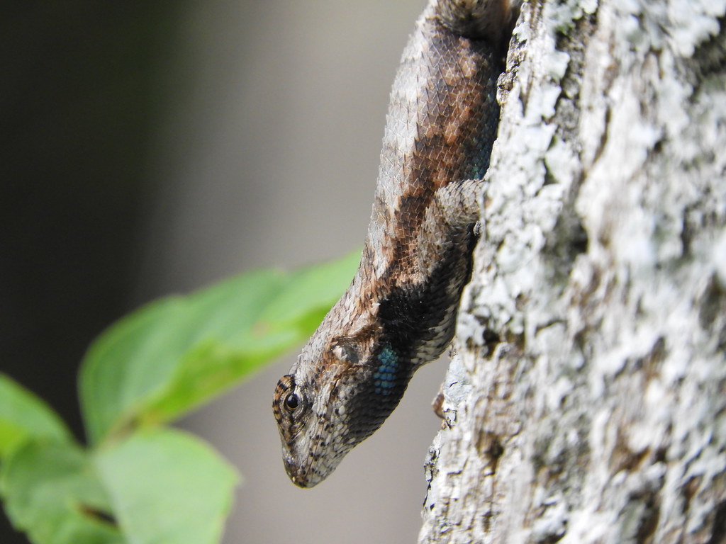 Maryland Biodiversity Project Fence Lizard (Sceloporus undulatus)