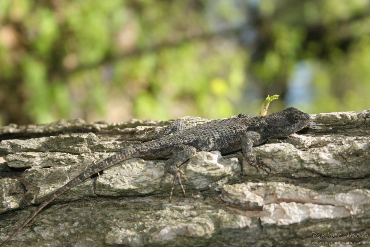 Eastern Fence Lizard
