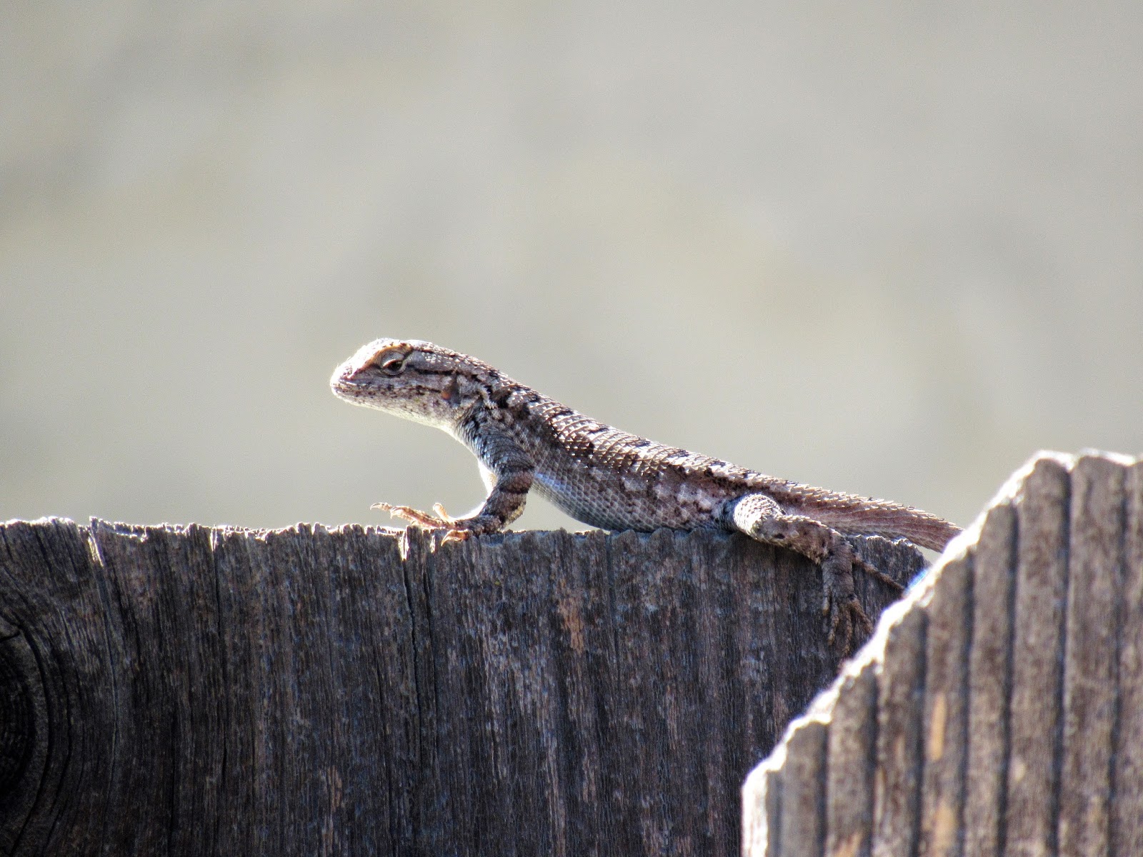 Western Fence Lizard