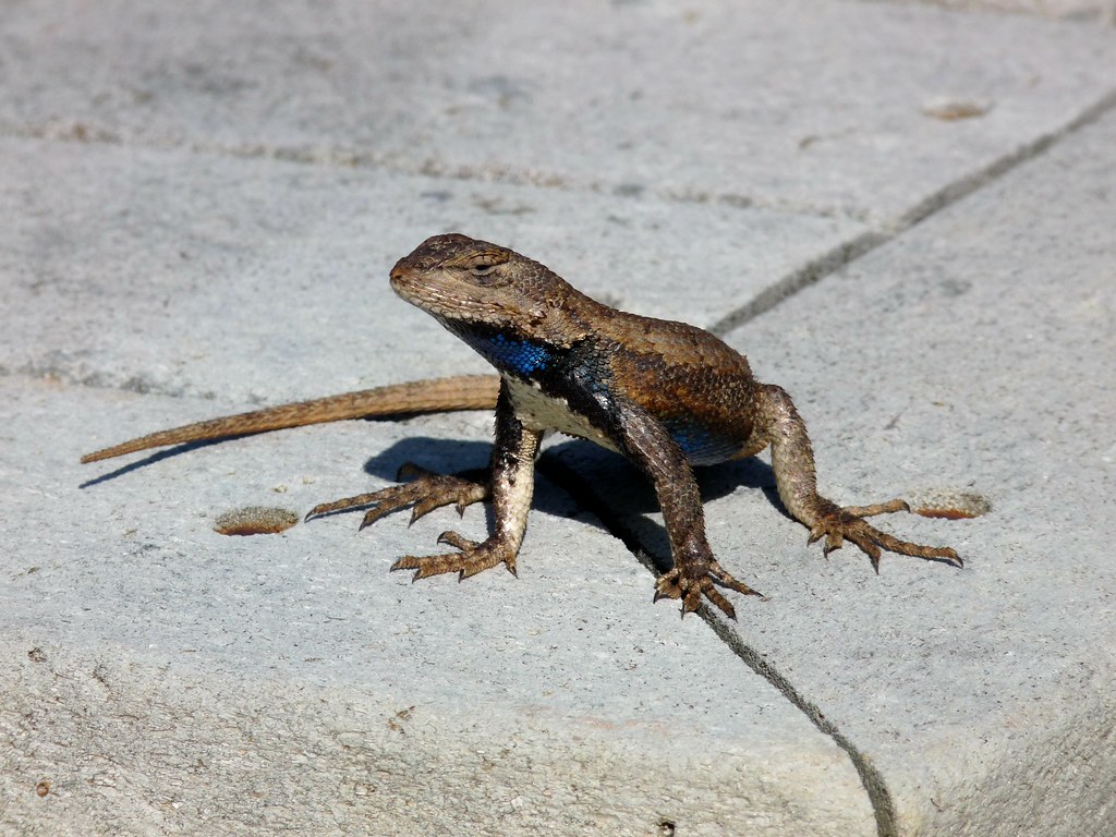Eastern fence lizard