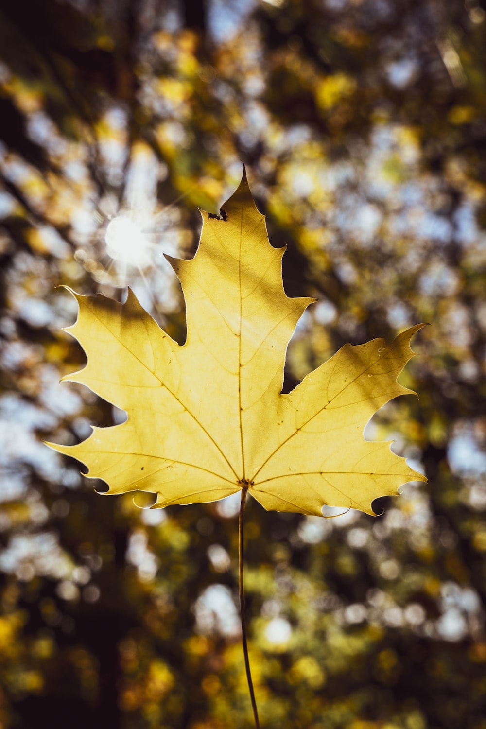 Beautiful Leaf Picture. Download Free Image