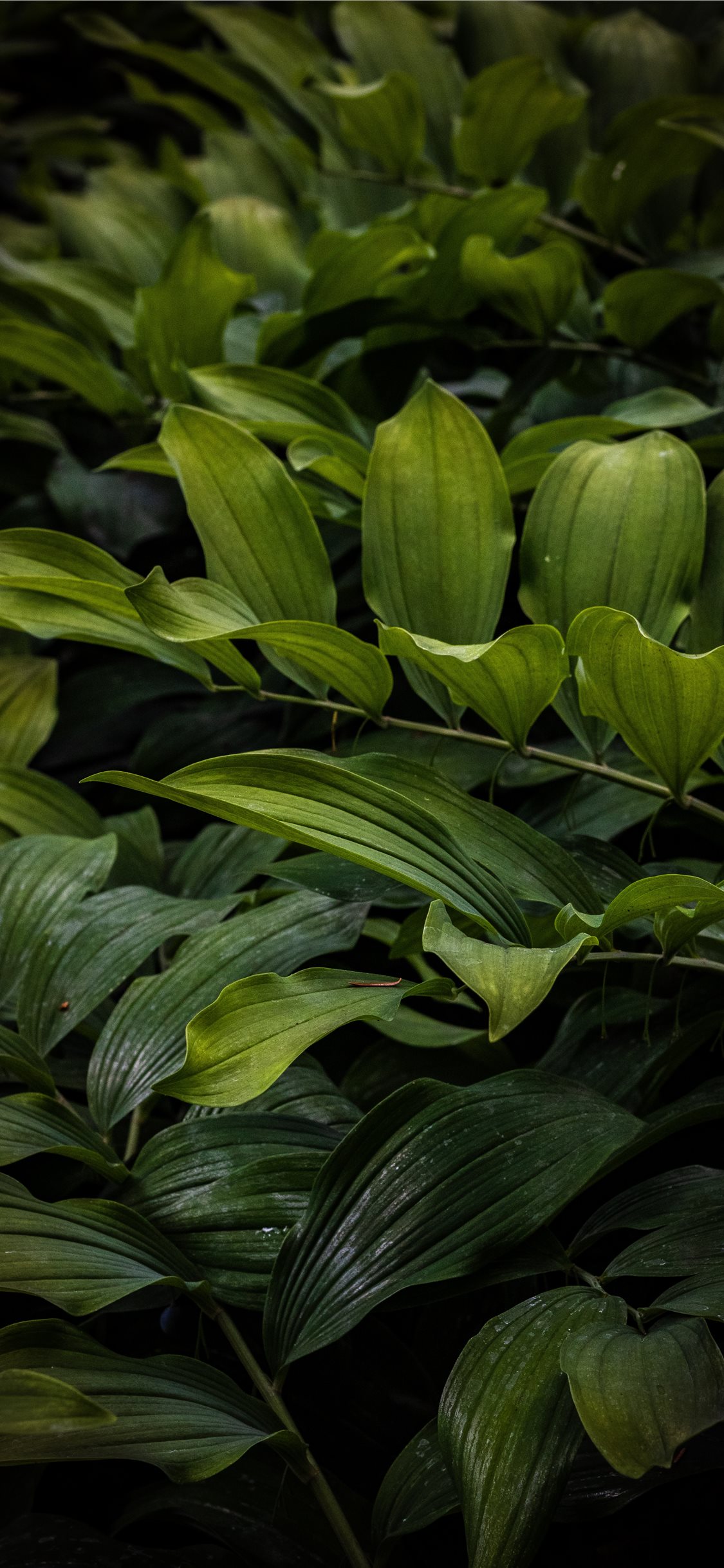 Best Green leaf iPhone X HD Wallpaper