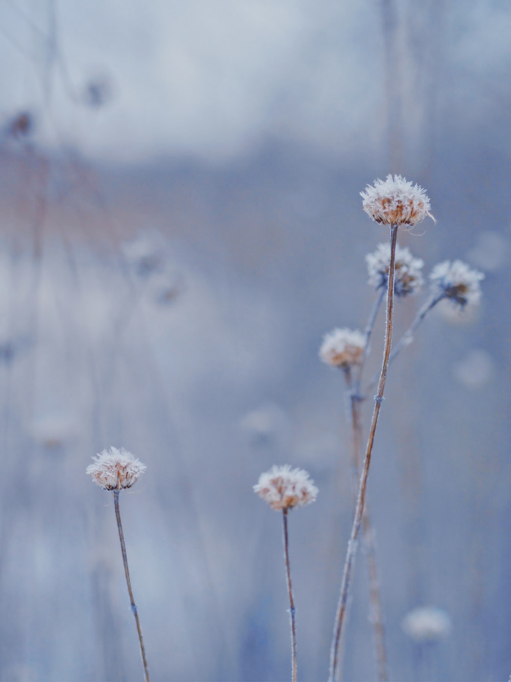 Winter Flower Picture. Download Free Image