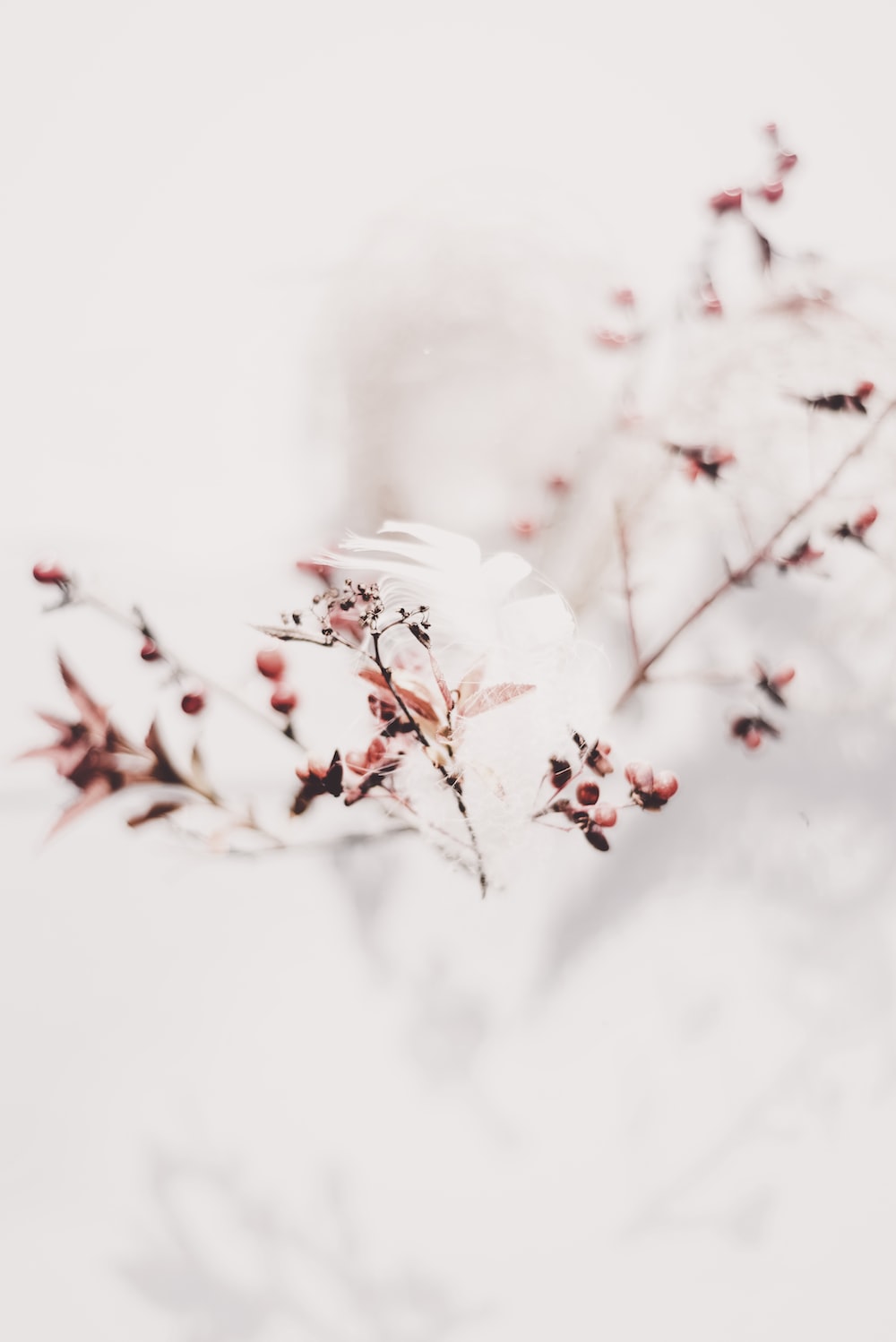 Winter Flowers Picture. Download Free Image