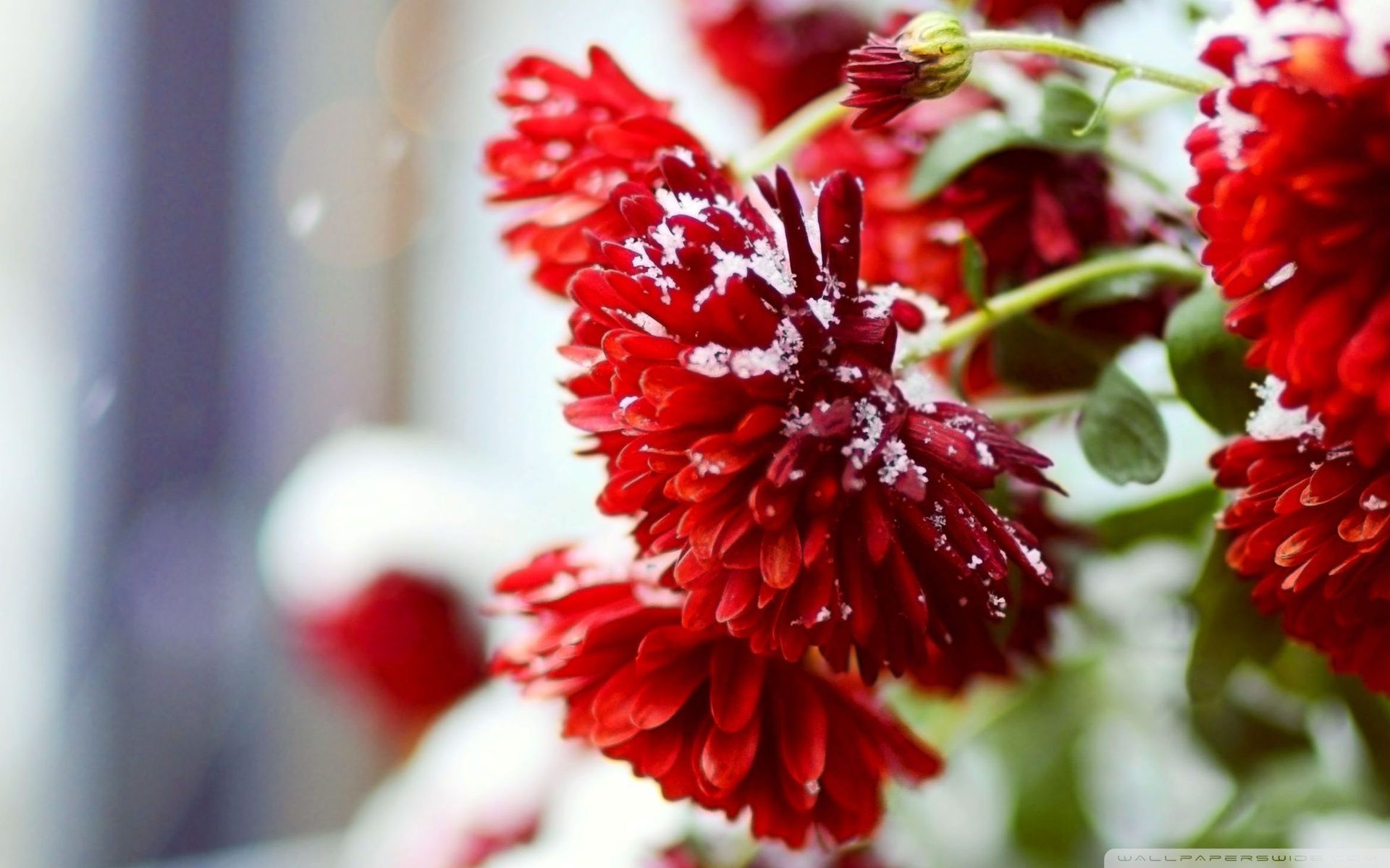 Snow Over Red Flowers HD desktop wallpaper, High Definition. Red flower wallpaper, Flower wallpaper, Flowers