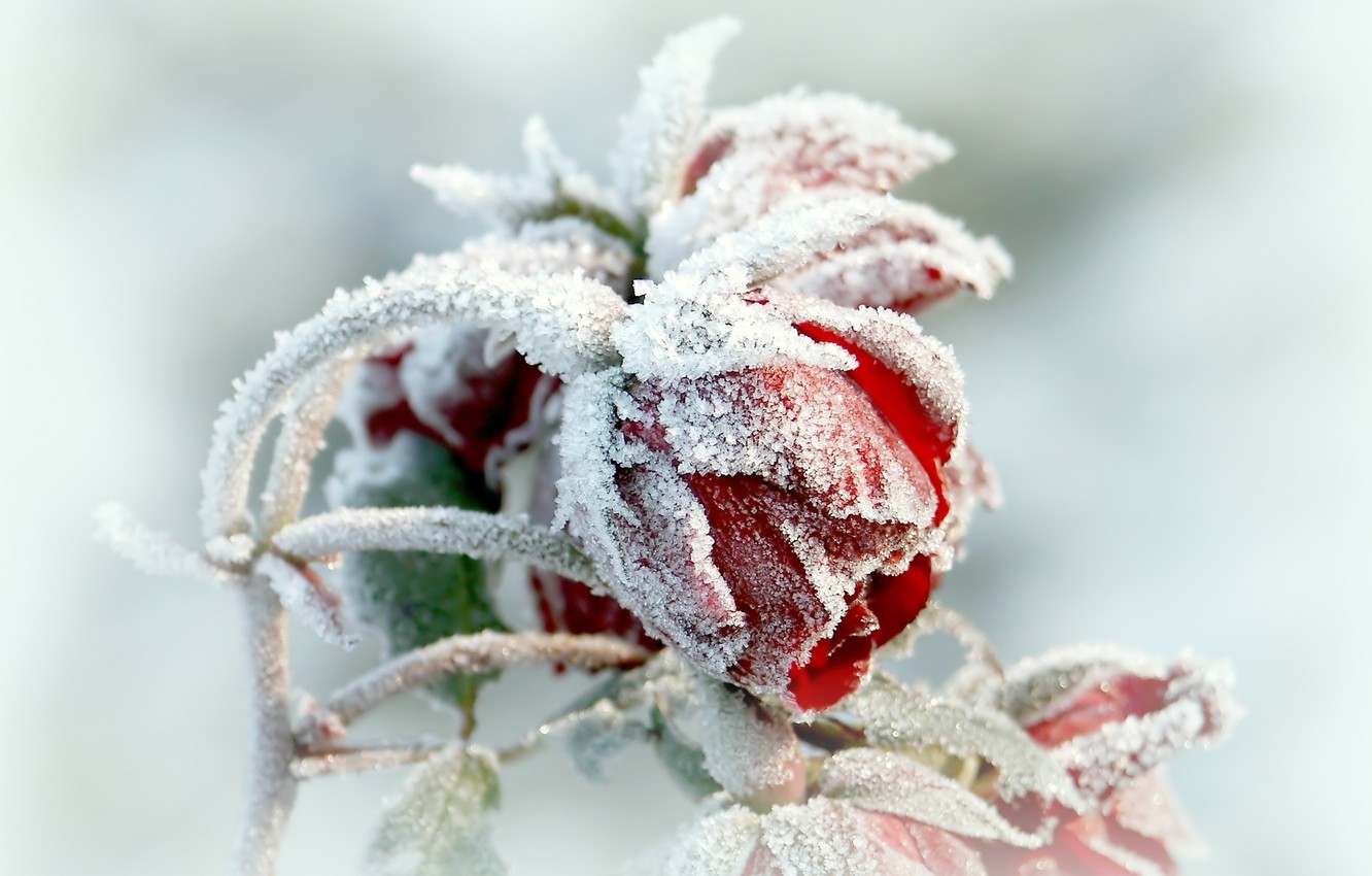 Wallpaper flower, winter, frosen image for desktop, section цветы