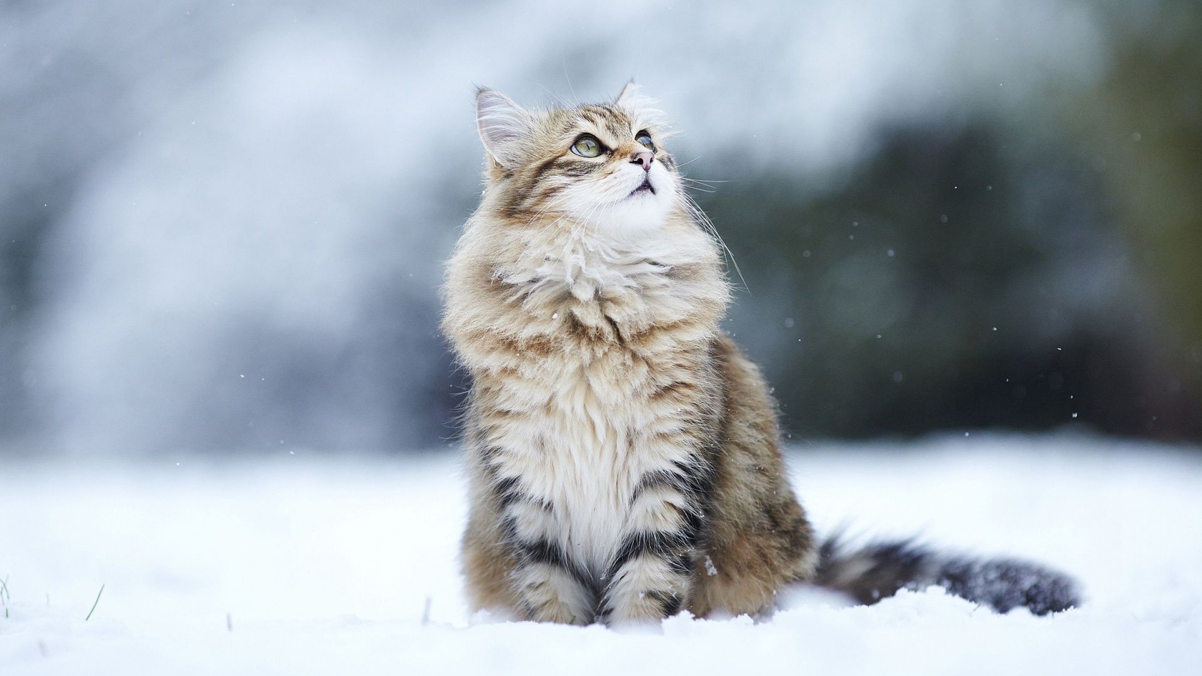 cat Wallpaper HD / Desktop and Mobile Background