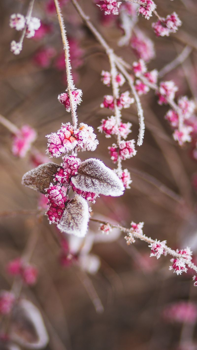 Download Wallpaper 800x1420 Branch, Flowers, Hoarfrost, Snow Iphone Se 5s 5c 5 For Parallax HD Background