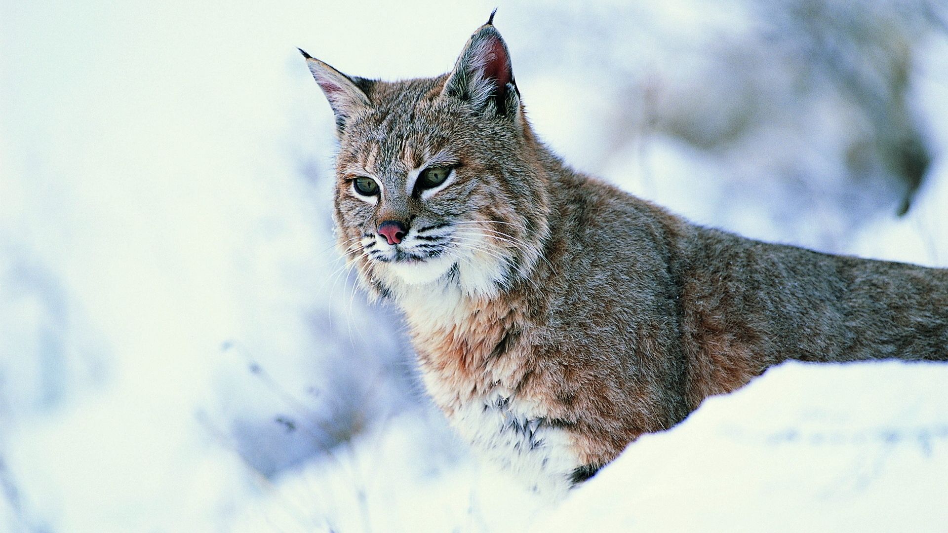 Wallpaper snow predator big cat lynx. Wild cats, Big cats, Cat wallpaper
