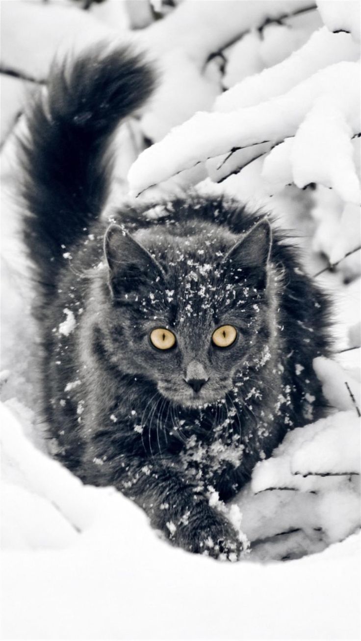 Snow cat. Beautiful cats, Pretty cats, Cute animals