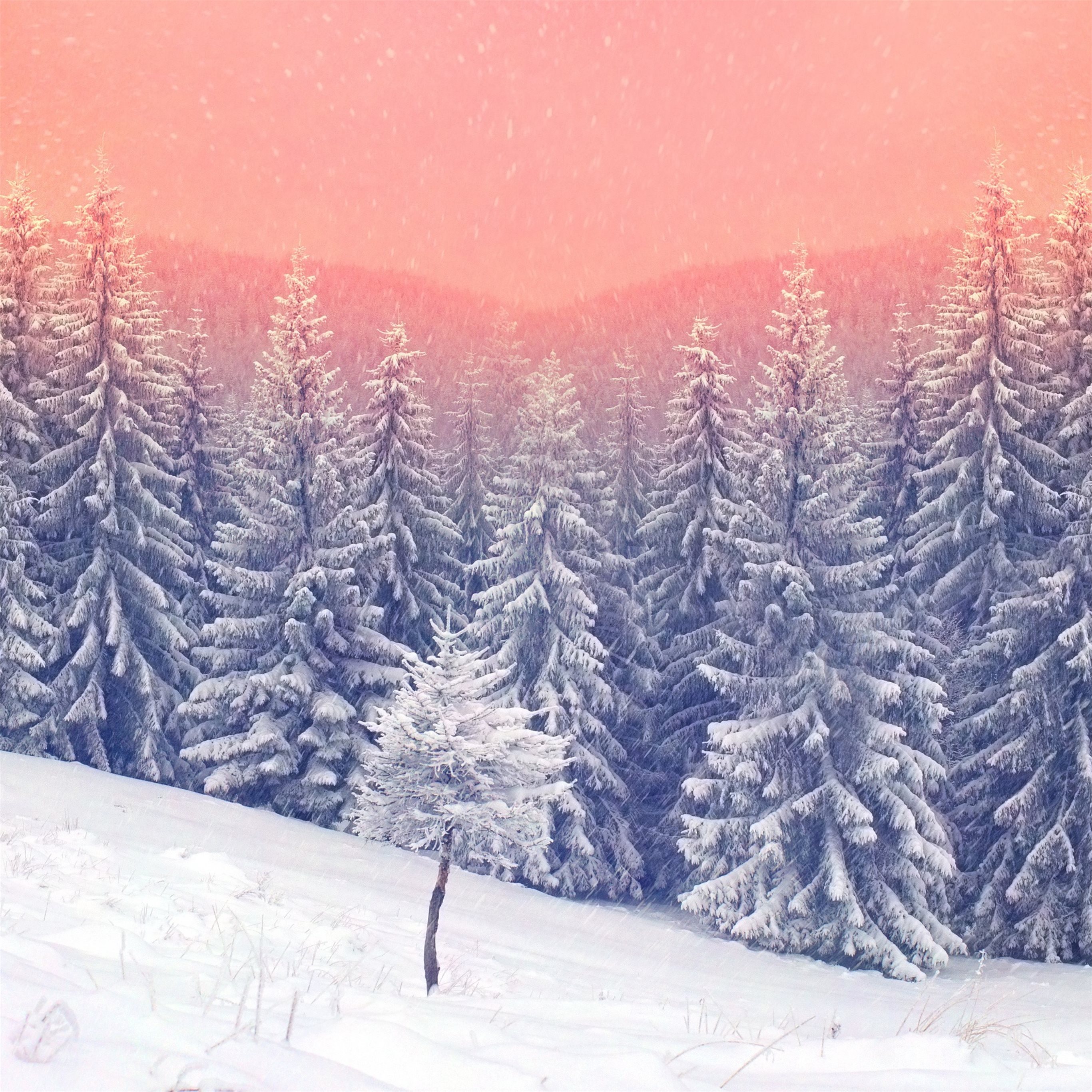 landscape snow trees 5k iPad Wallpaper Free Download