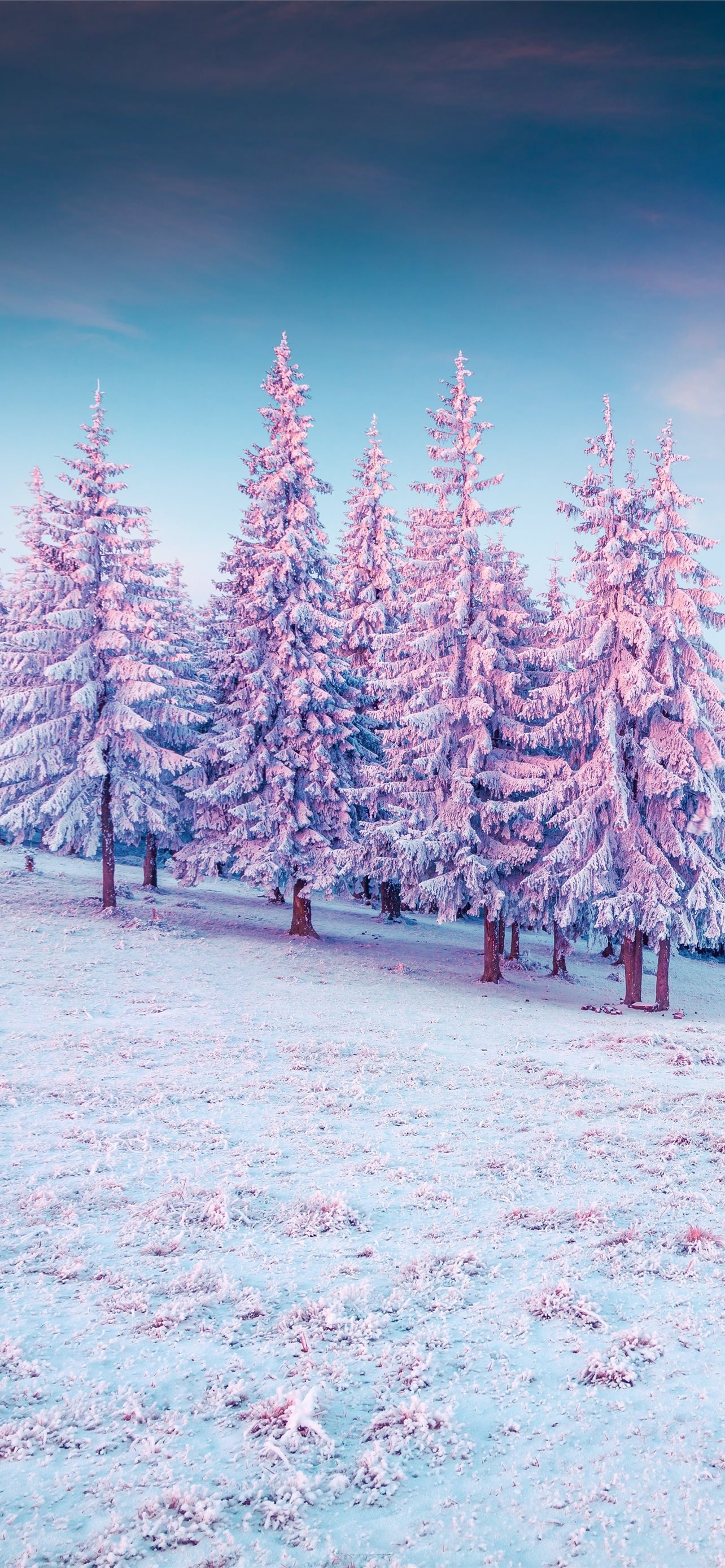 trees pink colorful cold hills snow 5k iPhone Wallpaper Free Download