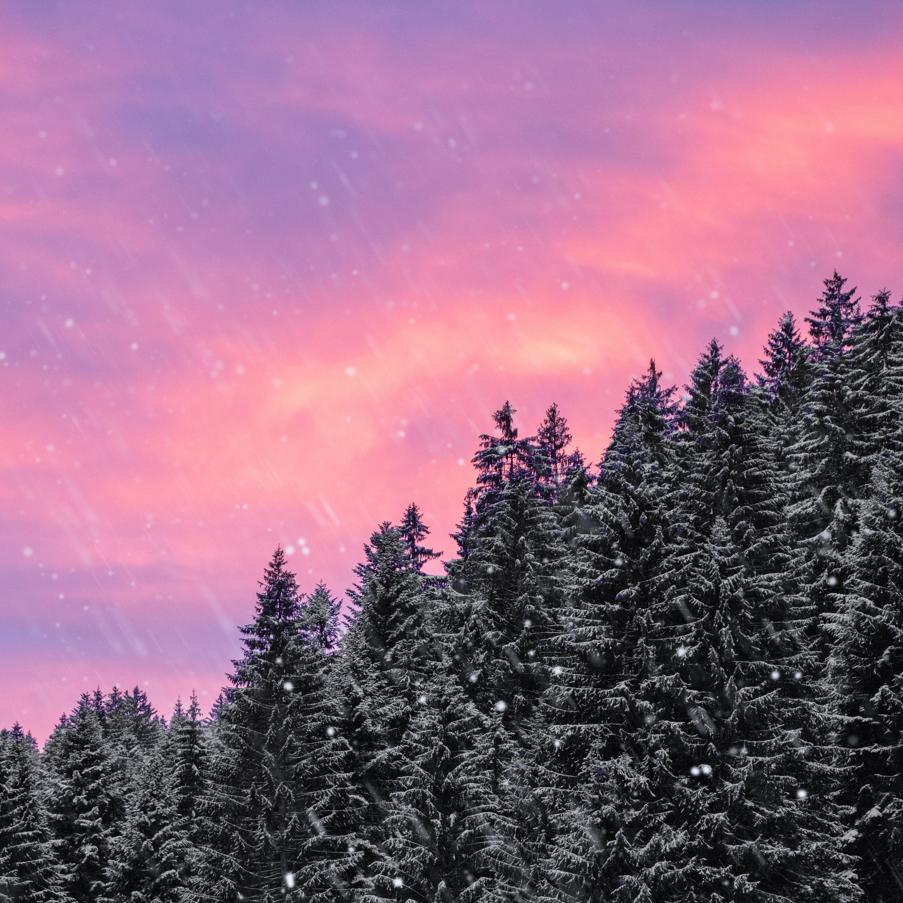 Download wallpaper 3415x3415 spruce, snow, snowfall, sky, winter, forest ipad pro 12.9 retina for parallax HD background