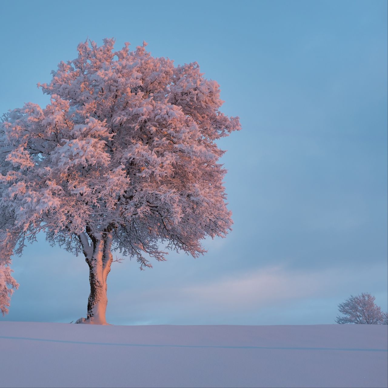 Download wallpaper 1280x1280 tree, frost, snow, winter, snowy ipad, ipad ipad mini for parallax HD background