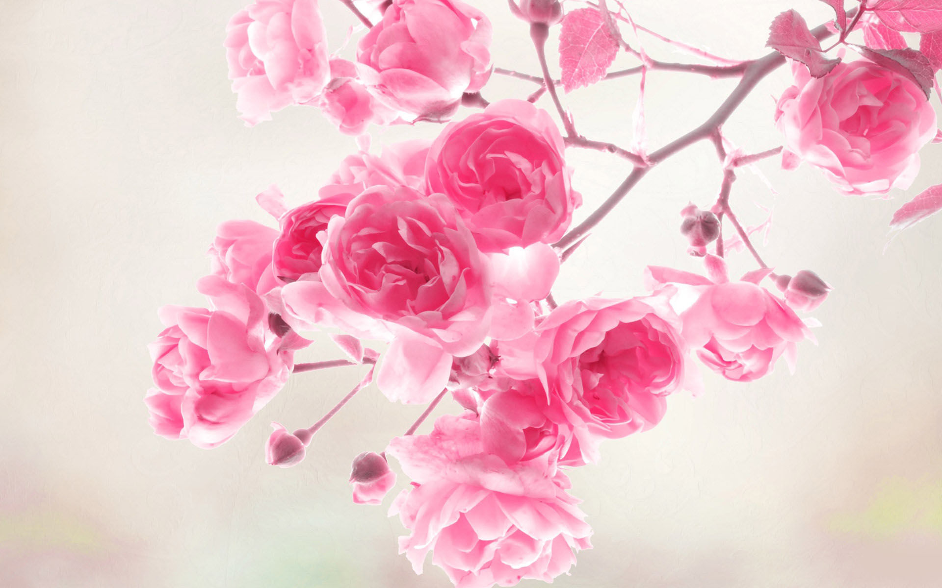 flower wallpaper pink rose