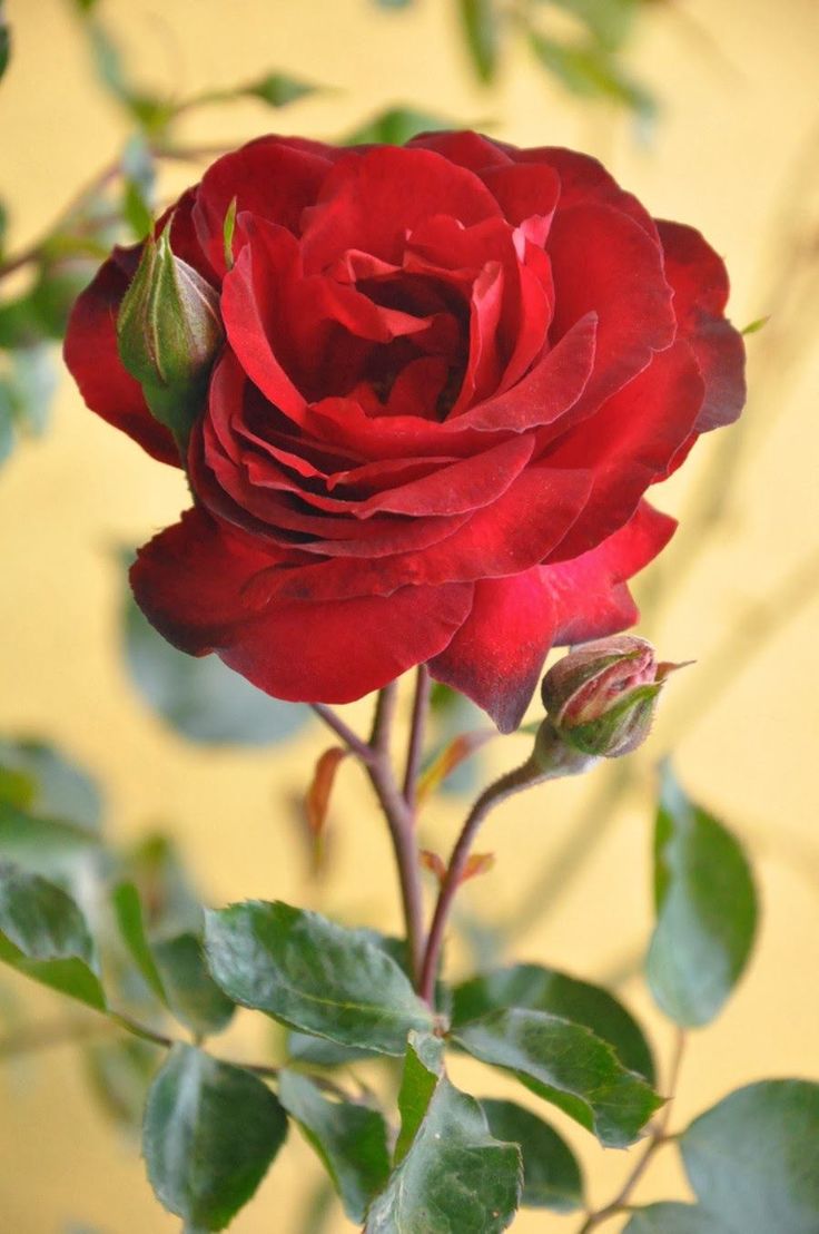 Saleha Azhar on Twitter. Beautiful flowers photo, Beautiful roses, Amazing flowers