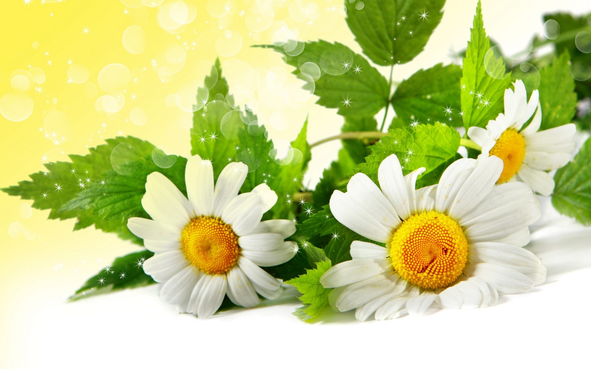 Beautiful Flower Wallpaper HD