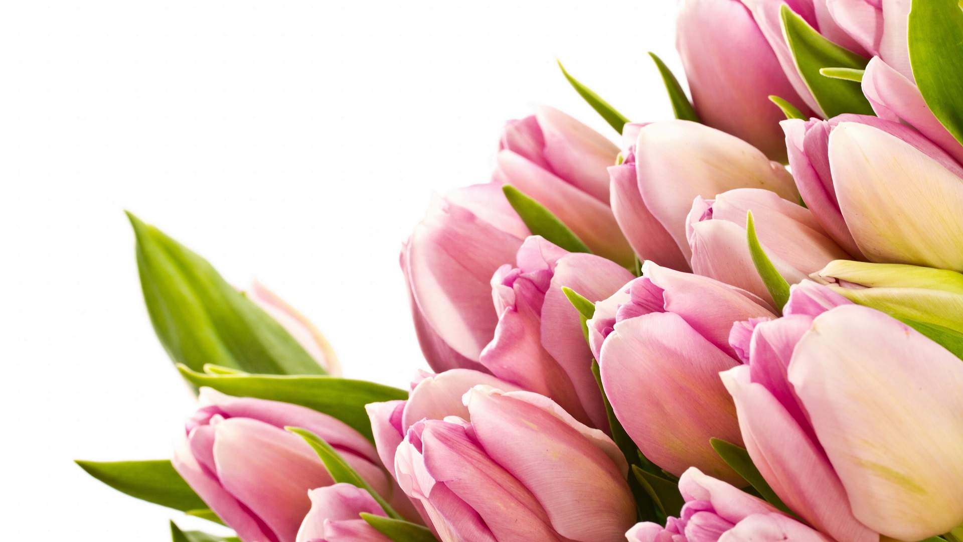 Beautiful Flower Image & HD Picture 2018. Flower Wallpaper 2018