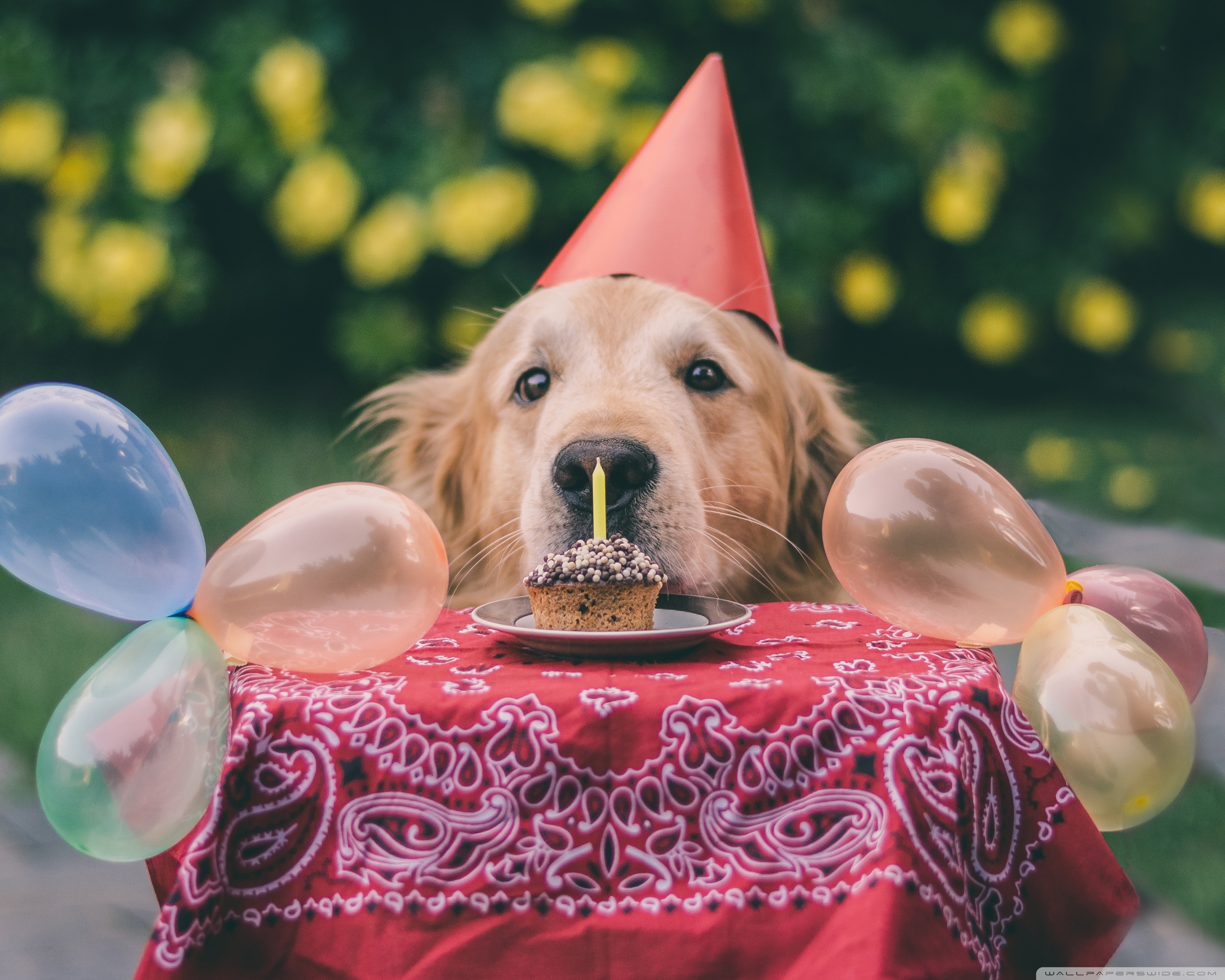 Birthday Dogs Wallpapers - Wallpaper Cave