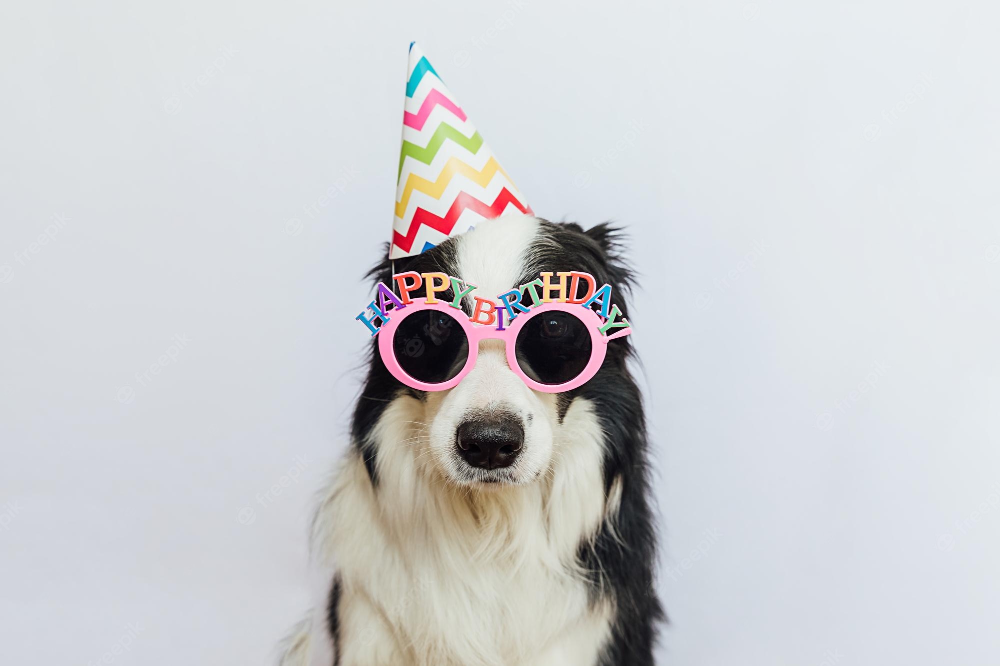 Birthday Dogs Wallpapers - Wallpaper Cave