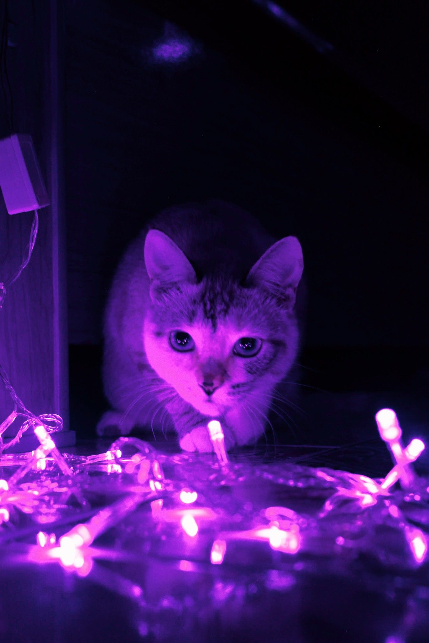 Mia. Cute animal photo, Purple cat, Cat aesthetic