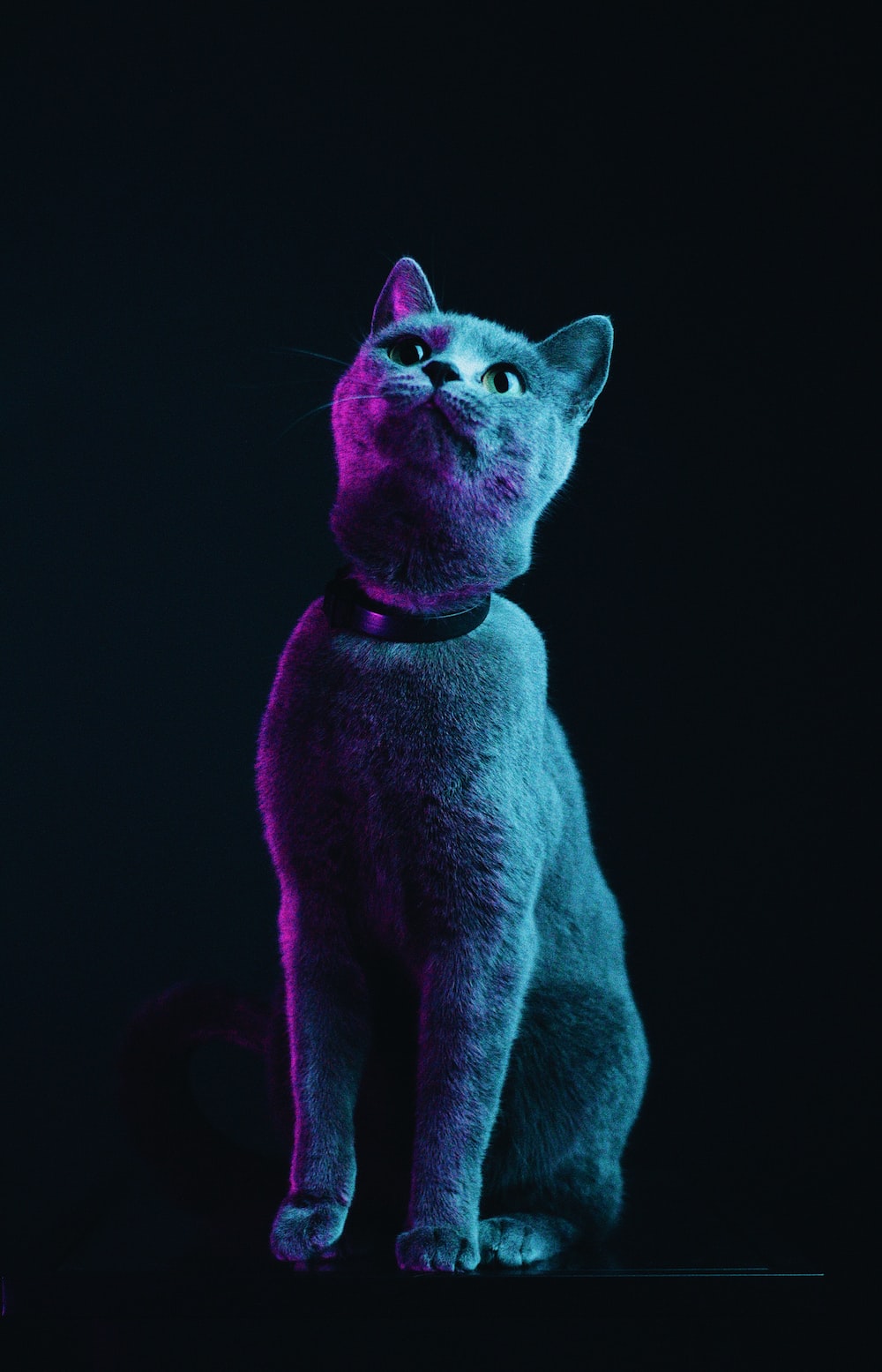 Purple Cat Picture. Download Free Image