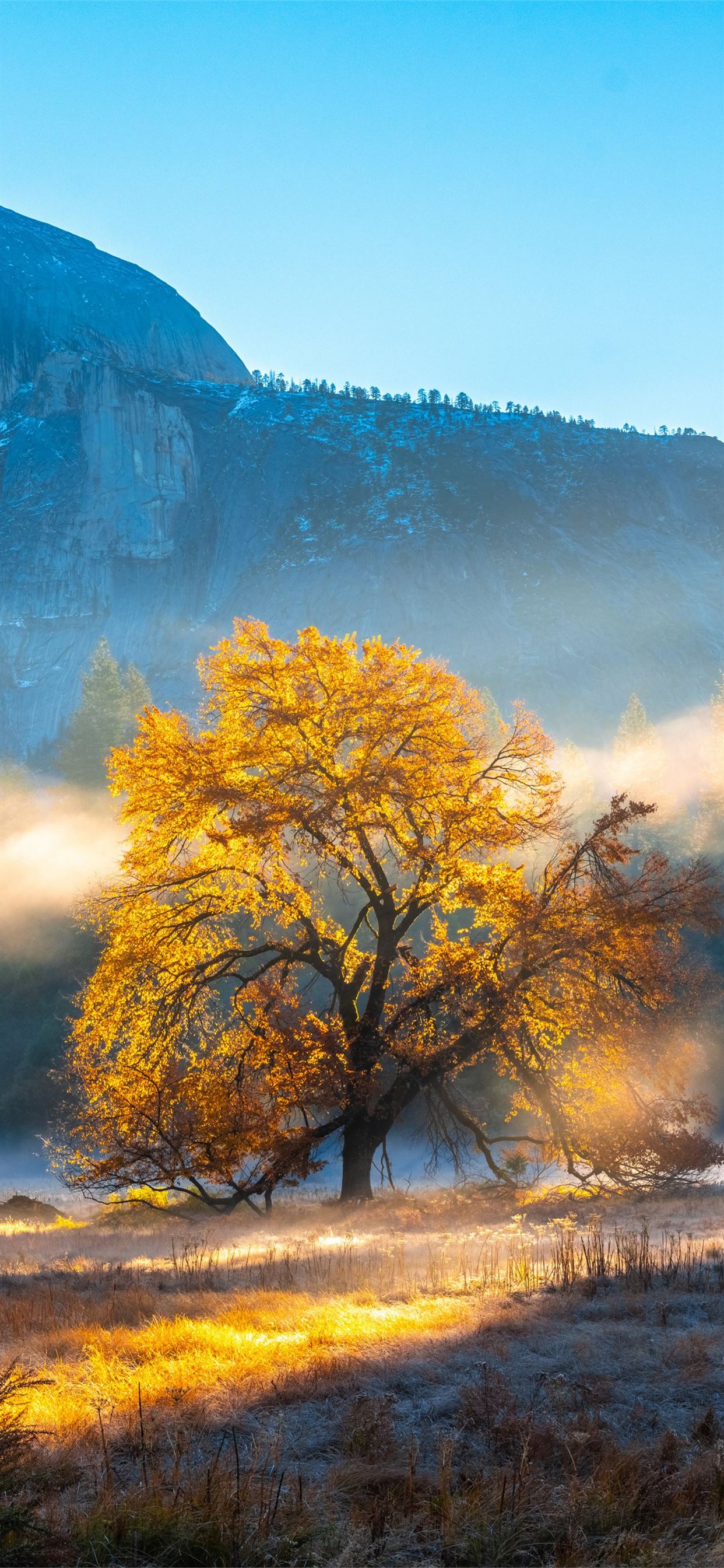 autumn morning fog yosemite iPhone Wallpaper Free Download