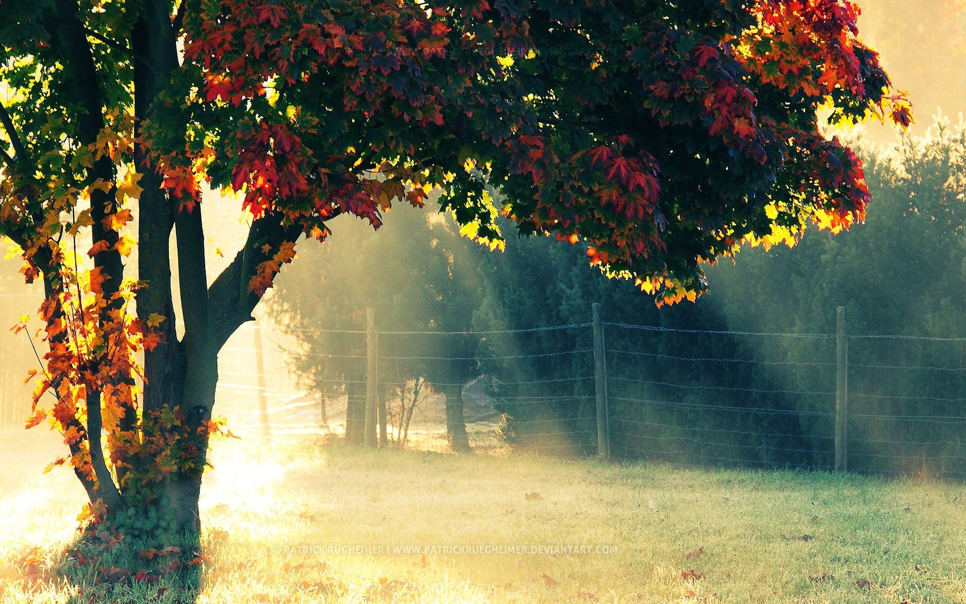 Autumn Morning Wallpaper