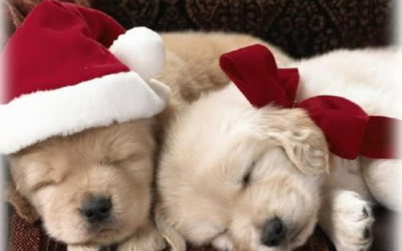 Cute Christmas Puppy Wallpaper