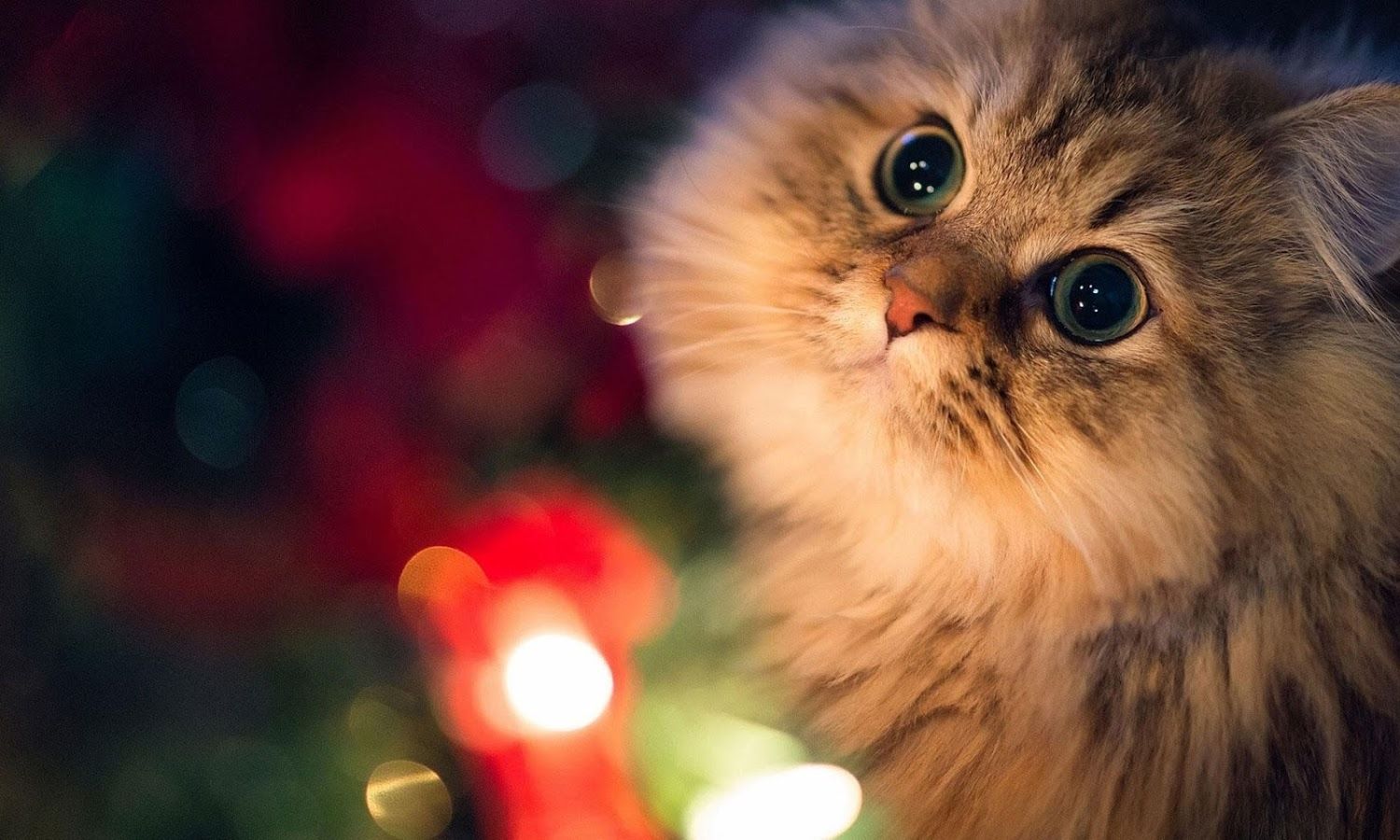 ❤️ Weihnachtstiere ❤️. Cute cat wallpaper, Christmas cats, Cute cats
