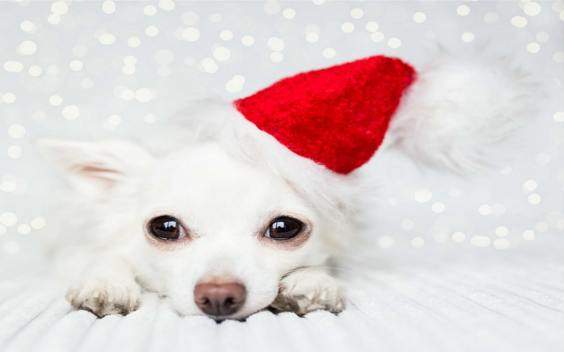 Cute Christmas Puppy Wallpaper