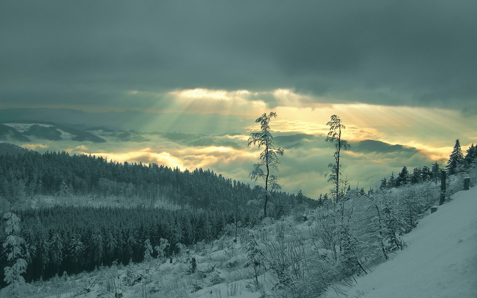Dark Green Winter Wallpapers - Wallpaper Cave