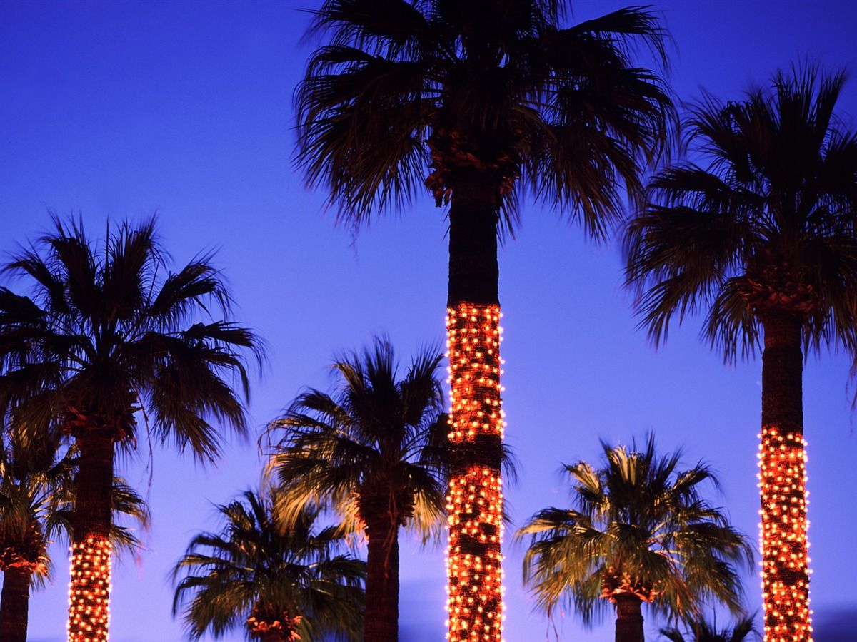 Christmas Lights On Palm Tree Wallpapers - Wallpaper Cave