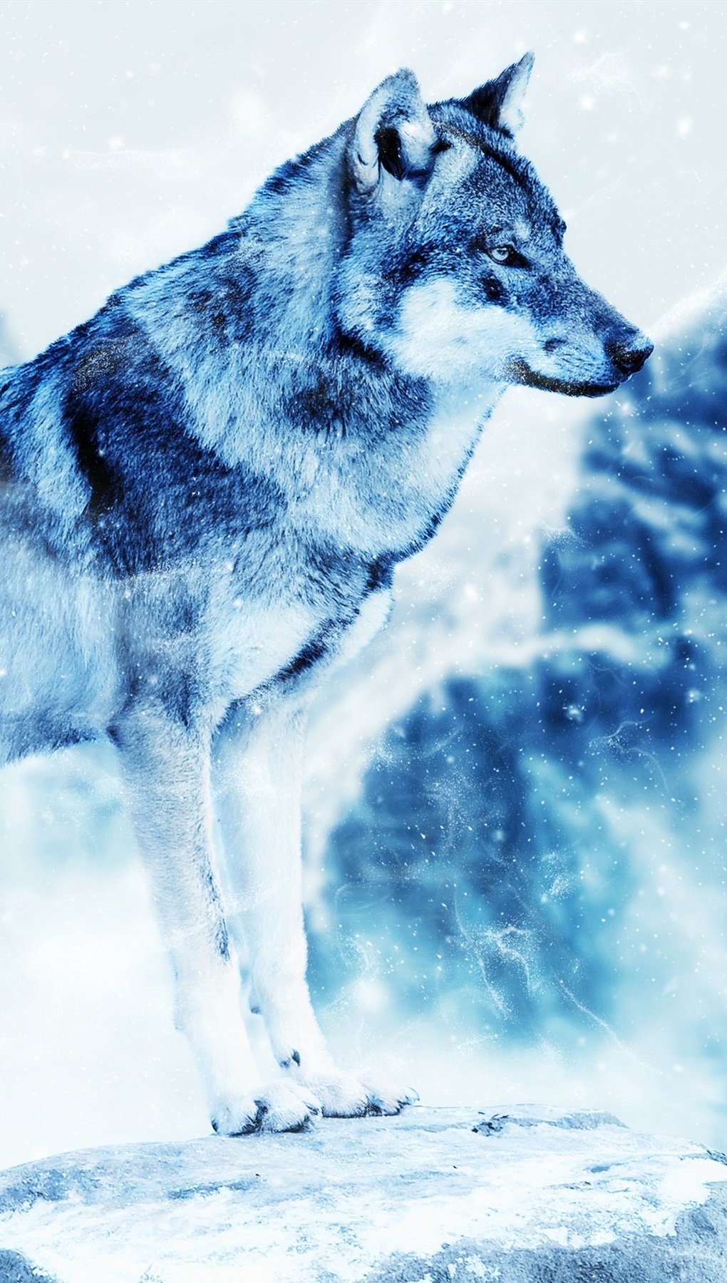 Wolf in winter Wallpaper