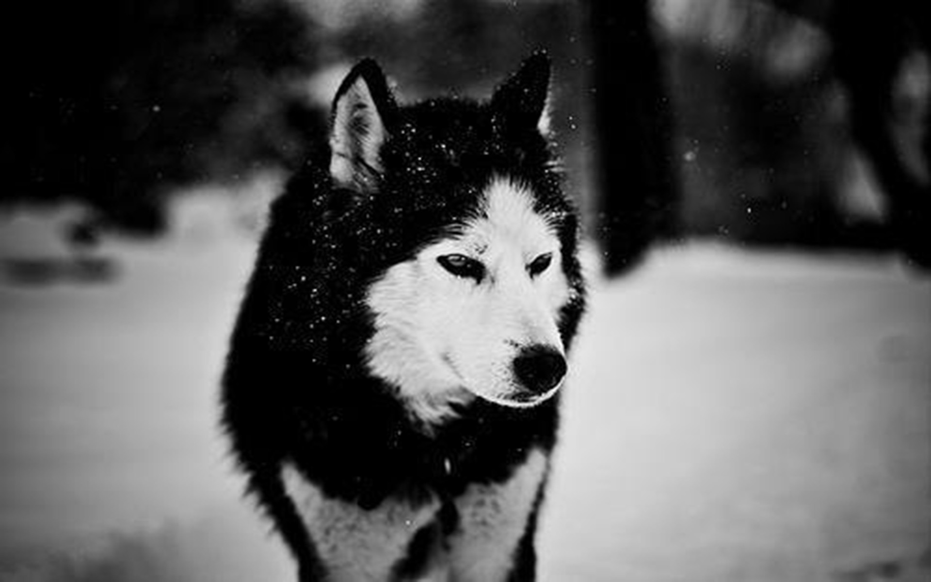 Wolf in Winter wallpaper. Wolf in Winter
